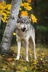 Grey Wolf (Canis lupus) Licks Chops in Autumn Woods