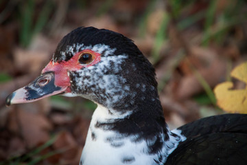 Porträt eines Truthahns
