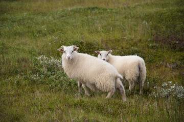 Sheep in grassy meadow, Iceland