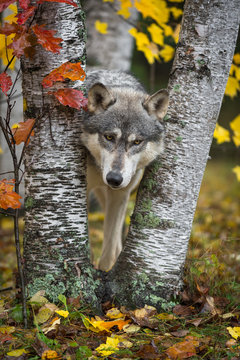 Grey Wolf (Canis lupus) Looks Out From Between Autumn Leaved Trees
