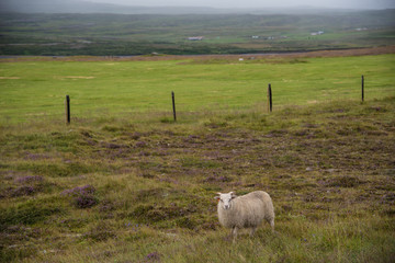 Sheep in grassy meadow, Iceland