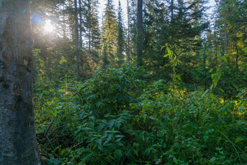 Obraz premium Sunny taiga