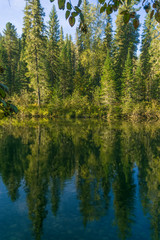 Coniferous trees over still water