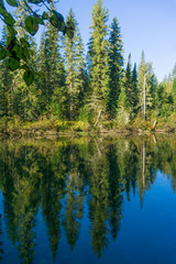 High trees over still water