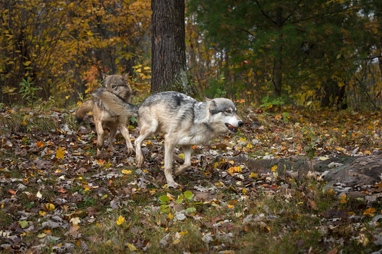 Grey Wolves (Canis lupus) Run Right Lead With Meat