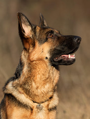 Shepherd dog portrait outdoors