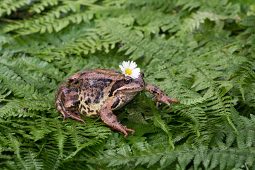Obraz premium Frog with a flower on the head