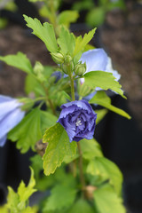 Rose Of Sharon Blue Chiffon