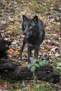 Black Phase Grey Wolf (Canis lupus) Stands Behind Log