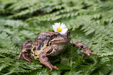 Frog with a flower on the head