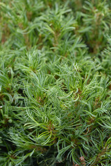 Eastern White Pine Tiny Kurls