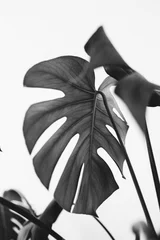 Papier Peint photo Noir et blanc Feuilles de Monstera sur fond blanc. Concept monochrome minimal de palmier exotique tropical.