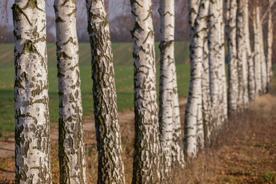 trunks of birch trees
