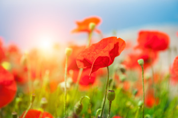 Red poppy flowers in a field at sunrise.