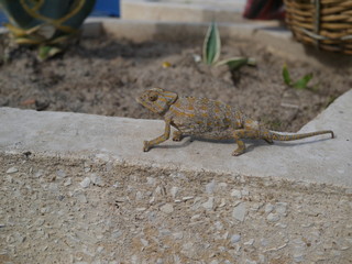  chameleon