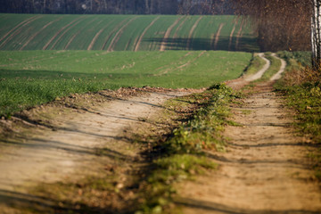 country road through the fields at sunset

