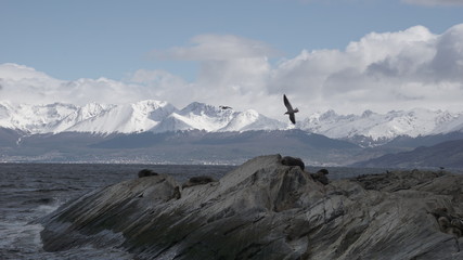 Penguins at Isla Martillo, Beagle Channel Ushuaia Patagonia Tierra del Fuego Argentina