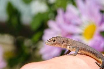 手の上のニホントカゲ