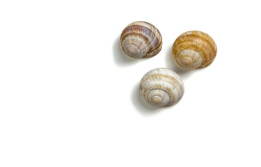 Three Isolated Snail Shells