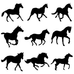 caballos