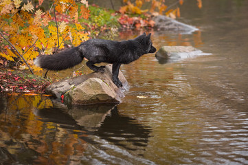 Silver Fox (Vulpes vulpes) Perched on Rock in Autumn