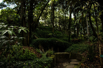 Bosque colombiano