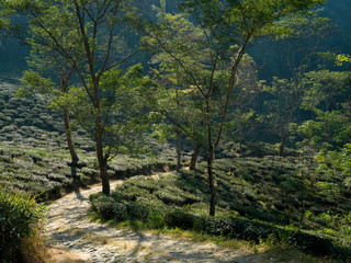 Fototapeta na wymiar Scenic view of tea garden landscape, Darjeeling, West Bengal, India