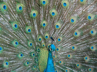 Pfau mit offenem Federkleid