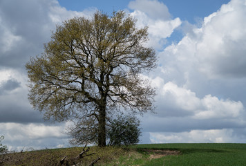 Isolated tree