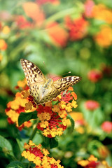 Color butterflie