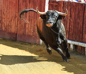 toro español