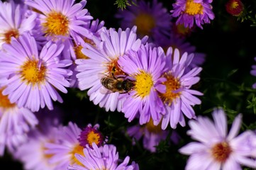 Природа