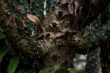 Textura cactus en Colombia