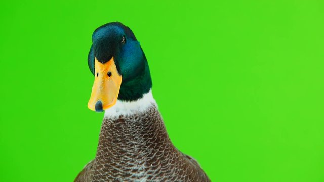 portrait grey duck  on a green screen