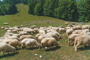 Sheep Walking Along Forest