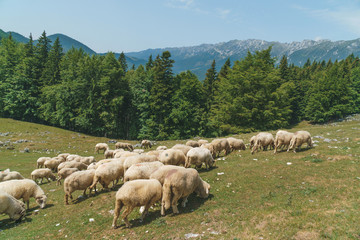 Flock of Sheep Walking on Meadow