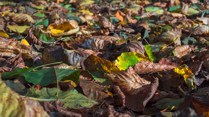 autumn colorful scene