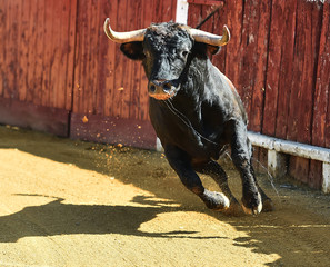 toro en españa