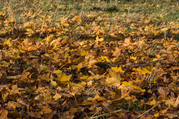 autumn colorful scene