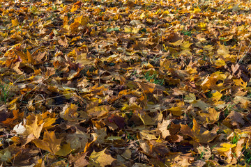 autumn colorful scene