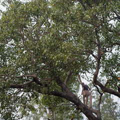 Woodcutter on tree branch, Rishikesh, Dehradun District, Uttarakhand, India