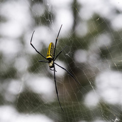 Close-up of spider in web, Adali, Narendranagar, Tehri Garhwal, Uttarakhand, India