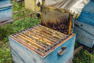 beehive