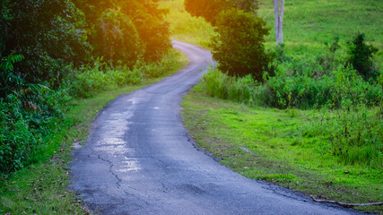road in the forest