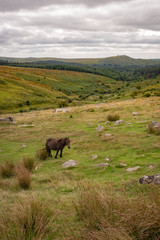 Fototapeta na wymiar Dartmoor pony with Tor in the background in Devon.