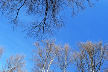 trees in the forest in autumn
