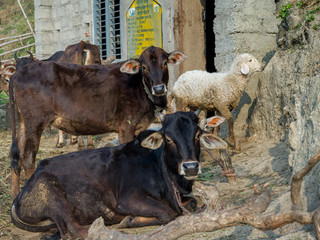 Sheep and Cows at Gaushala (Shelter for Cows) on the way to Kunjapuri Devi Temple, Adali, Narendranagar, Tehri Garhwal, Uttarakhand, India
