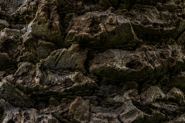 Textura de tronco de arbol en bosque colombiano