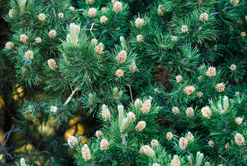 Close-up of green fir tree branches and trees. Nature winter background, pattern