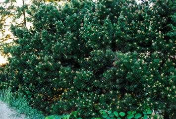 Close-up of green fir tree branches and trees. Nature winter background, pattern